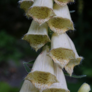 Digitalis grandiflora